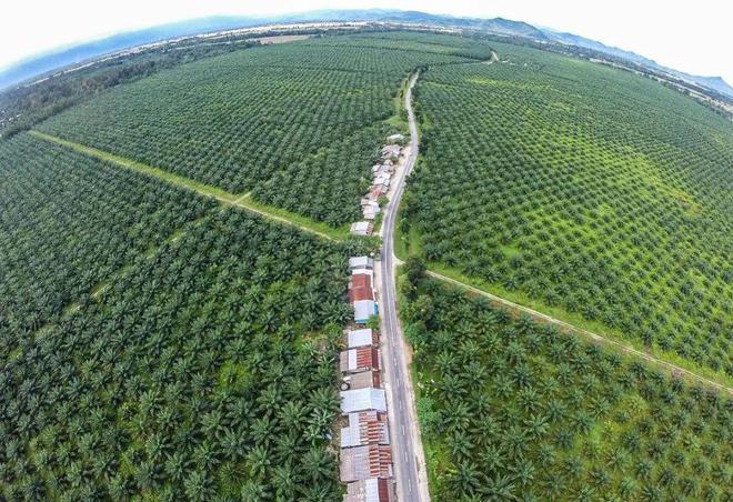 考地理中的热带经济作物long8唯一网站高(图4)